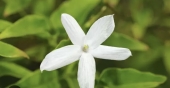 صورة العضو  Sarah369